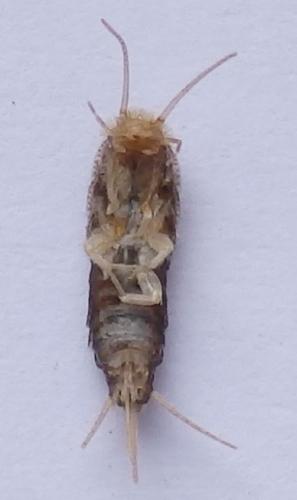 Ctenolepismatinae
